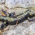 Salamandra atra aurorae 8030030