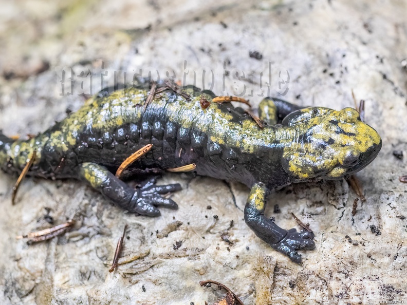 Salamandra_atra_aurorae_8030061.jpg