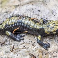 Salamandra atra aurorae 8030061