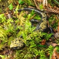 Salamandra atra aurorae 8030079