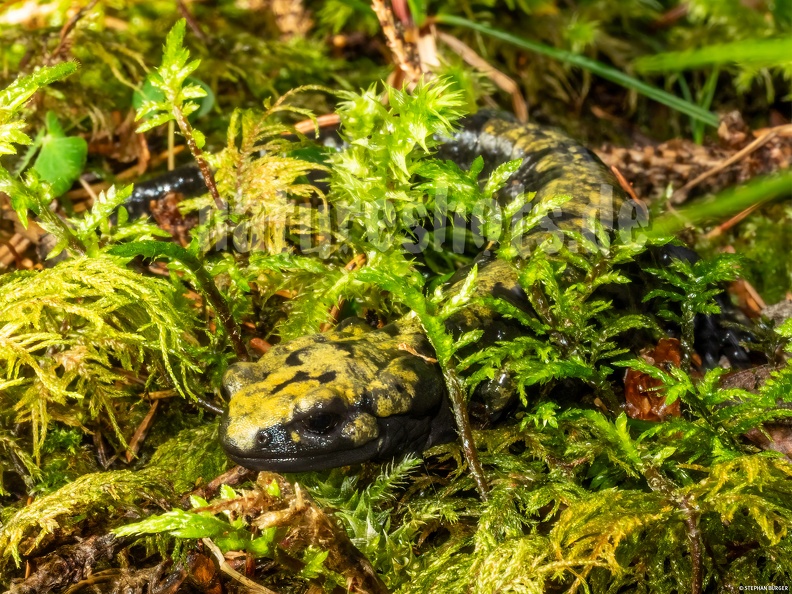 Salamandra_atra_aurorae_8030083.jpg