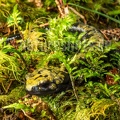 Salamandra atra aurorae 8030083