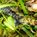 Salamandra atra aurorae 8030126