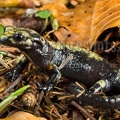 Salamandra atra aurorae male 5196730