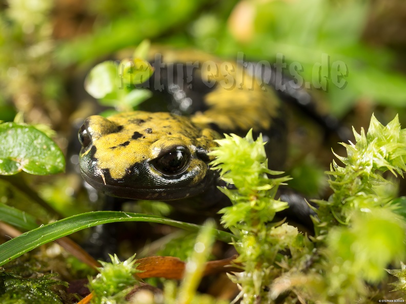 Salamandra_atra_aurorae_female_5186586.jpg