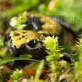 Salamandra atra aurorae female 5186586