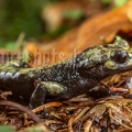 Salamandra atra aurorae male 5196713