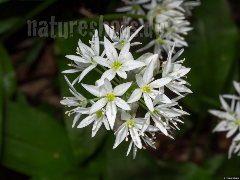 Allium_ursinum_5060223.jpg
