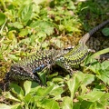 Podarcis muralis nigriventris x maculiventris couple 5080438