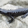 Salamandra lanzai 7270092