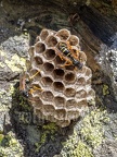 Polistes biglumis 7300114