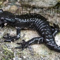 Salamandra atra atra 8041074 2