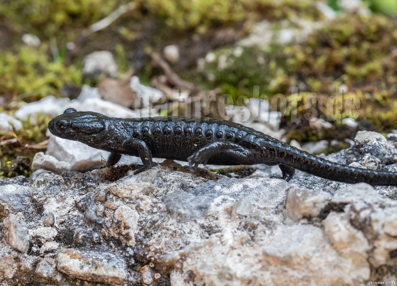 Salamandra_atra_atra_8041233 2.jpg