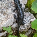 Salamandra atra atra 8041234 2