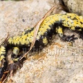 Salamandra atra aurorae female 5267780