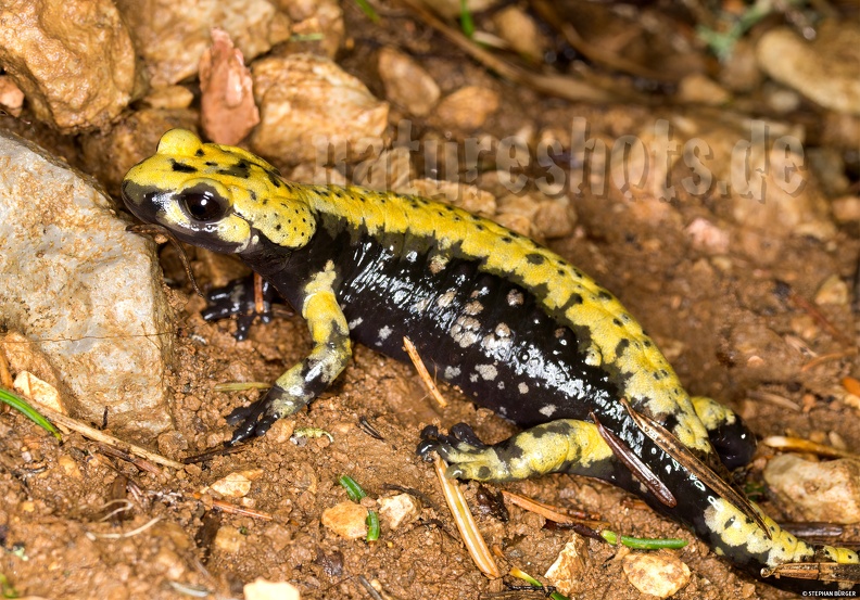 Salamandra_atra_aurorae_female_5267791.jpg
