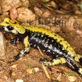 Salamandra atra aurorae female 5267791