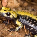 Salamandra atra aurorae female 5267795