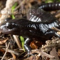 Salamandra atra atra juvenile 9037702