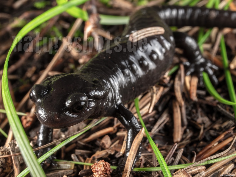 Salamandra_atra_atra_juvenile_9037706_aRGB.jpg
