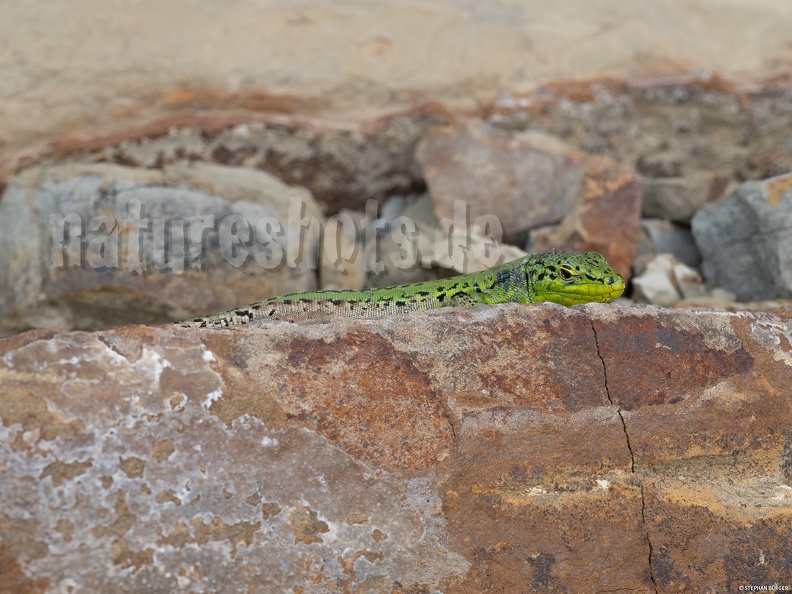 Podarcis_siculus_campestris_5030163_.jpg