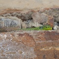 Podarcis siculus campestris 5030163
