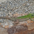 Podarcis siculus campestris 5030171