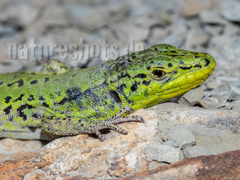 Podarcis_siculus_campestris_5030180_.jpg