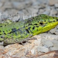 Podarcis siculus campestris 5030180