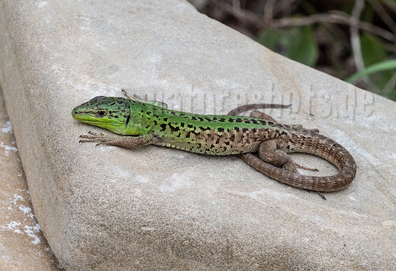 Podarcis_siculus_campestris_5030214_.jpg