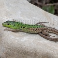 Podarcis siculus campestris 5030214