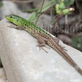 Podarcis siculus campestris 5030233