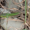 Podarcis siculus campestris 5030239