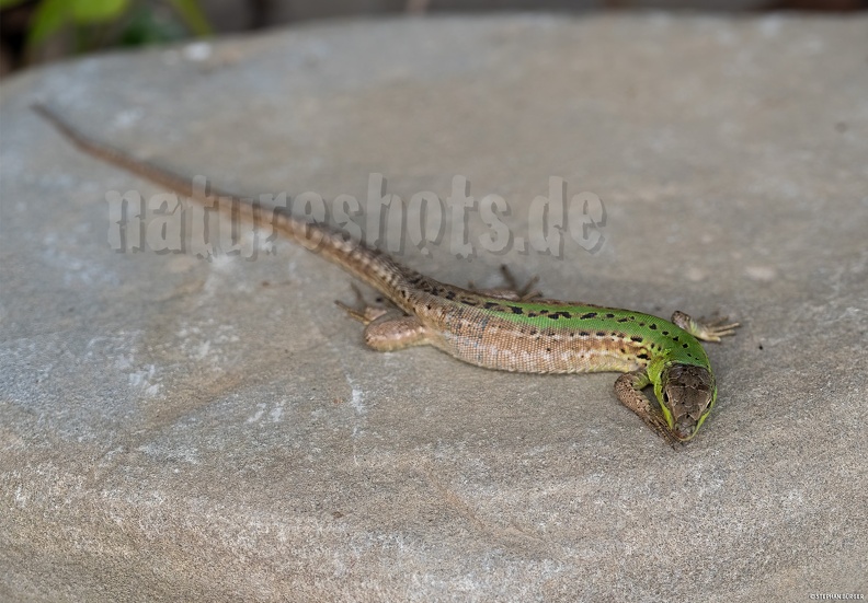 Podarcis_siculus_campestris_5030247_.jpg