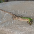 Podarcis siculus campestris 5030247