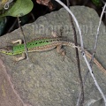 Podarcis siculus campestris 5030256