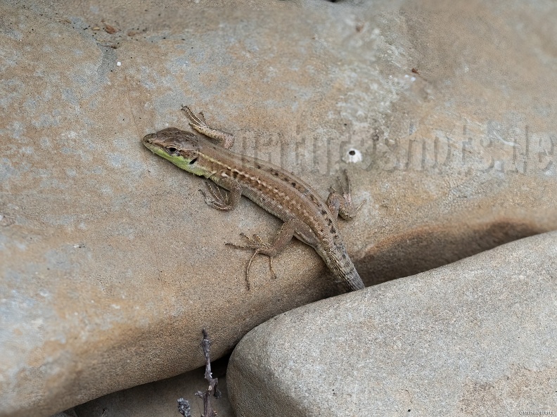 Podarcis_siculus_campestris_juvenile_5030195_.jpg