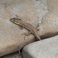 Podarcis siculus campestris juvenile 5030195
