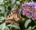 Papilio machaon 8010018