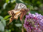 Papilio machaon 8010022