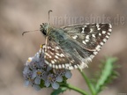 Pyrgus malvae 8010075