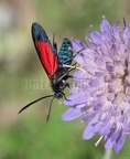Zygaena transalpina 8020259
