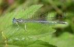 Platycnemis  pennipes male DSCN1035