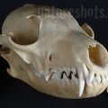Vulpes vulpes skull