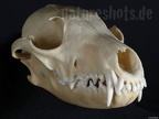 Vulpes vulpes skull