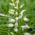 Cephalanthera longifolia 5070636