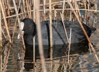 Fulica atra 3239507
