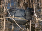 Fulica atra 3239522