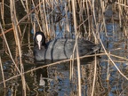 Fulica atra 3239527
