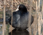 Fulica atra 3239535